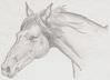 Horse_-_Rebekah.jpg
