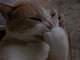 Sort_238470-600.jpg