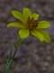 Sort_238623-600.jpg